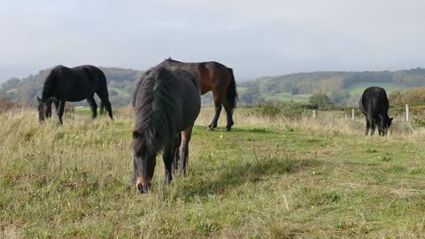 Horse Wild Shetland Ponies Shetland Pony Nature