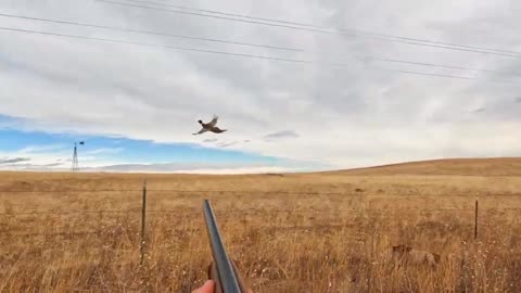 Pheasant Hunting in Colorado 11h23