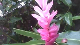 Linda flor alpínia rosa no jardim botânico, planta muito bonita! [Nature & Animals]