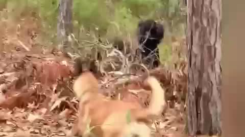 Poodle chasing chipmunk does a double flip. WIPEOUT!
