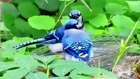 Birds playfully drinking water from the bowl