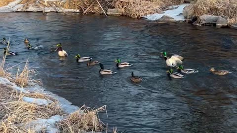 The Duck Whisperer