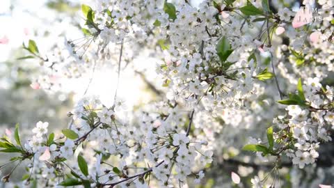 Beautiful Instrumental Hymns, Peaceful Music, Piano