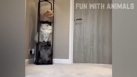 Funny Animals Video 🤣🤣 funny video cats and dogs