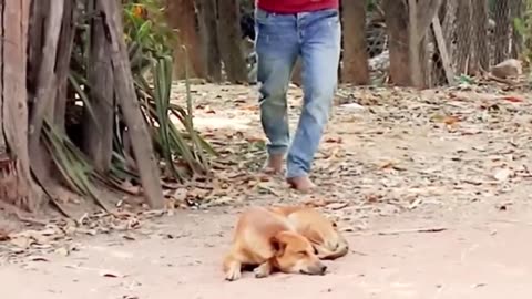 fake Lion and Fake Tiger Prank To dog (troll dogs)