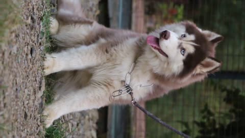 Siberian husky