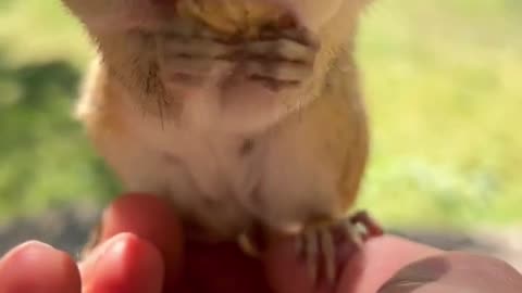 Chippy stares at camera and sings! 🥰🐿