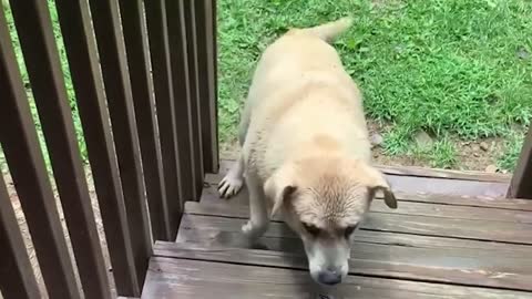 Dog Washed Away by Flood Water Returns Home