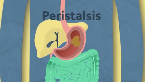 What Does The Stomach Do | Physiology | Biology