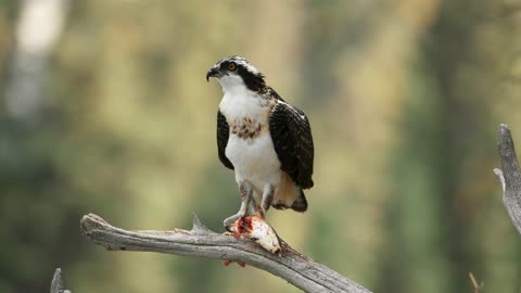 Osprey on Lunch-Break