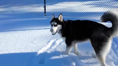 Siberian Husky olfatea su pelota favorita en la profundidad de la nieve