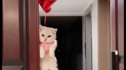 Don't you love such a cute cat?