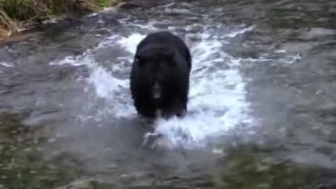 Bear hunts fish in the water to satiate his hunger