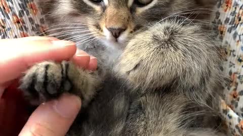 ##A Person Massaging the Paws of a Kitten##