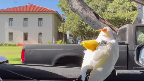 Koko the Bird Laughs at a Lady While Passing By