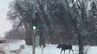 Polite Moose Use Crosswalk