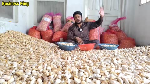 G1 Garlic Farming & Business Feasibility in Pakistan