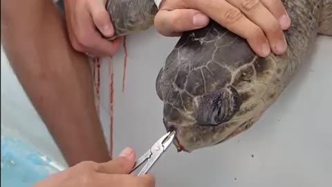 Is in a lot of pain or tortoise must watch the video once