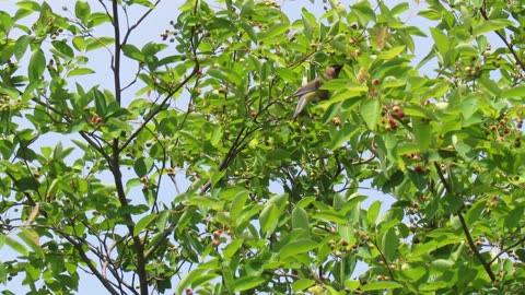 Cedar Waxwings Eat And Play With Crabapples