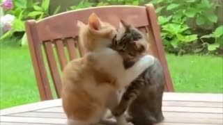 Cats consoling each other through hugs