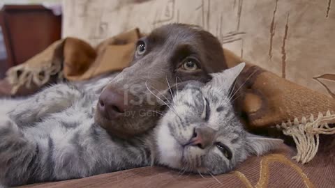 Cat and a dog are sleeping together funny video. cat and dog friendship indoors stock video