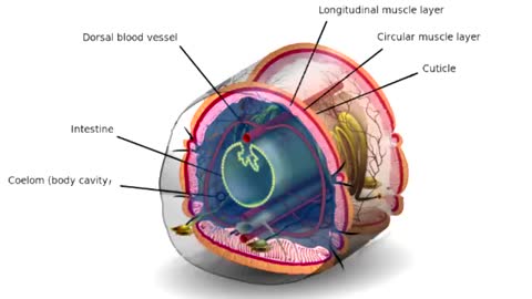 HOW EARTHWORMS DEFEND THEMSELVES_Cut