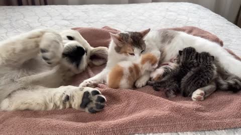 Golden Retriever Puppy Reacts to Baby Kittens [Cuteness Overload]