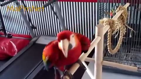 funny talking parrots...