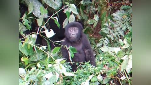 Adorable Moment! Tiny Gorilla attempts to beat his chest for the first time