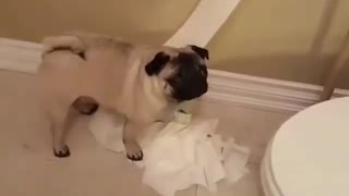 pug caught red handed destroying toilet paper roll