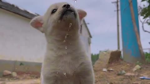 Let’s see how dogs drink water #cutepet#dog