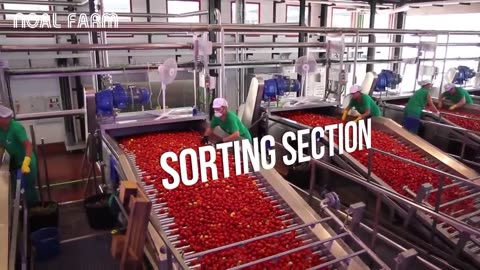 Tomato Processing Technology - How Tomato Ketchup Is Made - Ketchup Tomato Factory