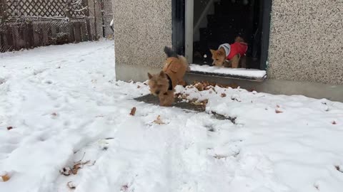 Puppy experiences first ever snowfall with his dad