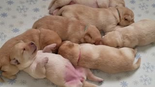 Dreaming litter of puppies will melt your heart