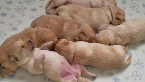 Dreaming litter of puppies will melt your heart