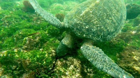 Drifting on the current with gigantic Pacific green sea turtles