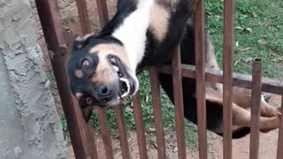 Dog Trying to Break Through Gate Gets Stuck Upside Down