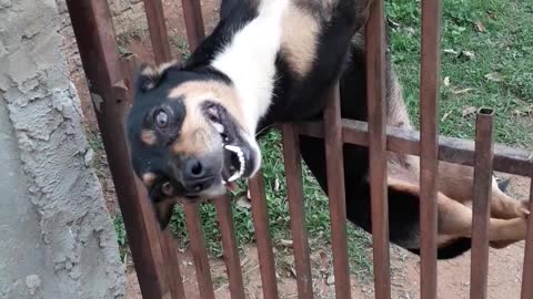 Dog Trying to Break Through Gate Gets Stuck Upside Down