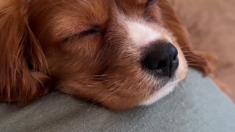 The Cutest Snore EVER!