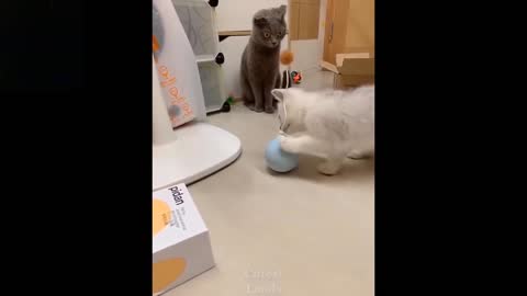 The story of the cat playing with the toy