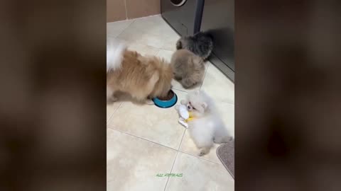 Funny Cats And Dogs Videos 😺😍