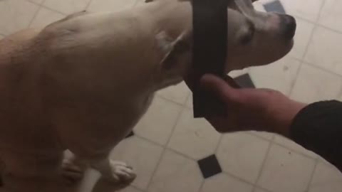 Laser Pointer Duct Taped to Dog's Head