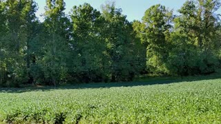 Driving Past Soybean Fields in NC