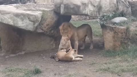 Lion funny videos #lionfight #treandingvideo