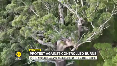 Tingle trees undergo prescribed burns, botanists ask 400-year-old trees to be preserved | WION