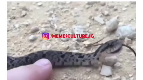 Tickled The Snake #shorts #shortvideo #video #virals #videoviral