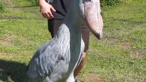 THIS IS THE SHOEBILL STORK!