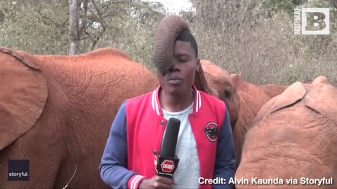 HE WILL BE HERD! Baby Elephant Photobombs Reporter in Hilarious Video