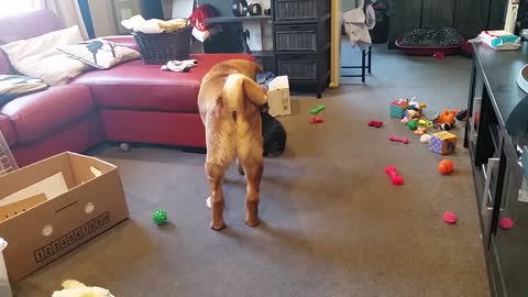 Cute little Frenchie meets big brother Sharpei for the first time