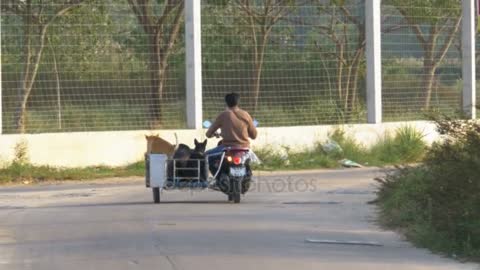 Motorcycle with dogs in a trailer rides on the road